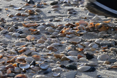 Ebbe am Strand