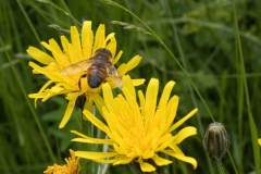 Biene-auf-Blume