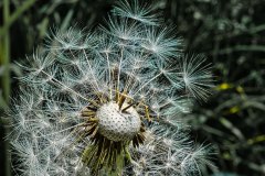 Pusteblume