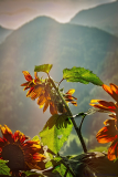SonnenblumenOrangeST