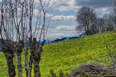 Wiese-im-Mai-im-Pustertal-Terenten-Suedtirol