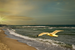 Moewe-fliegt-aus-Zingst-nach-Prerow-Ostsee