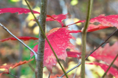 Herbstlaub-in-Nuernberg
