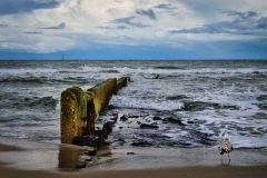 Die-Moewe-und-die-Buhne-an-der-Nordsee