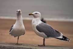 Moewen-am-Strand-Westerland-Sylt